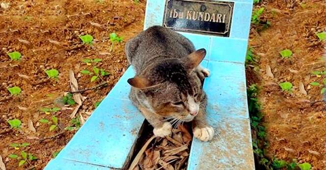 Este gatinho está vivendo em cima da sepultura de sua dona há um ano