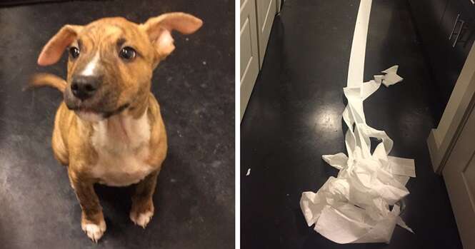 As pessoas estão apaixonadas por este cachorrinho, que tentou limpar o xixi que fez no chão do banheiro