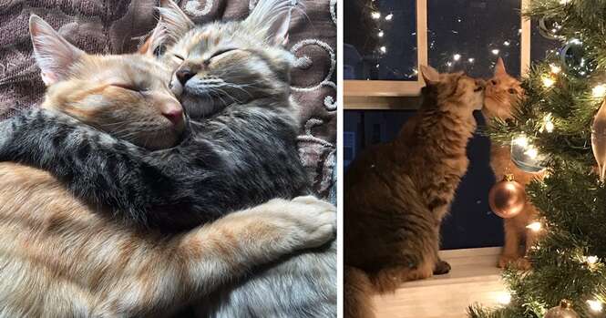 Todo mundo está enlouquecendo com esses dois gatinhos inseparáveis se beijando ao lado de uma árvore de Natal