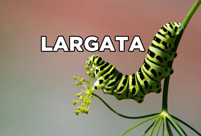 Foto: 
