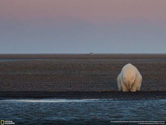 Foto: Bored Panda