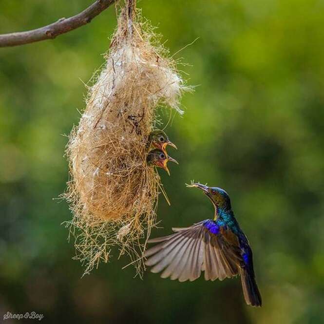 Foto: Tudo Interessante