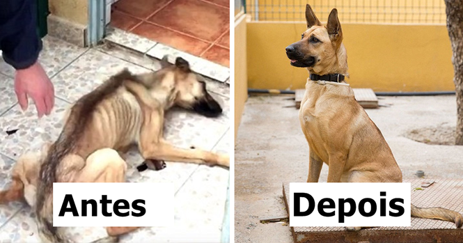 Cães antes e depois de serem resgatados, para você ver do que o amor é capaz