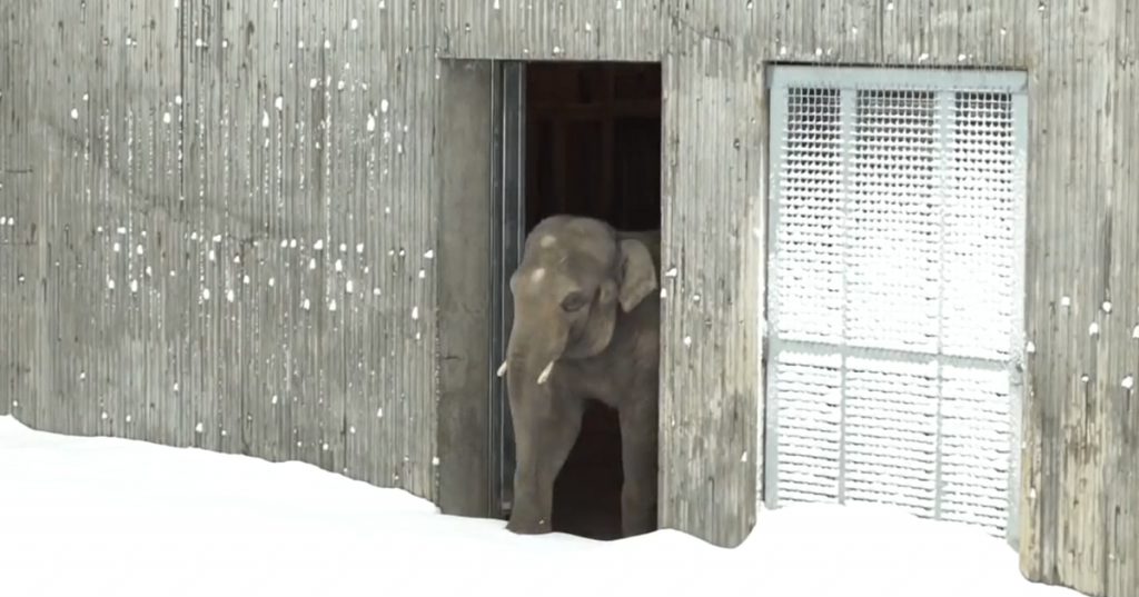 Neve fecha zoológico nos EUA, e isto é o que os animais fazem