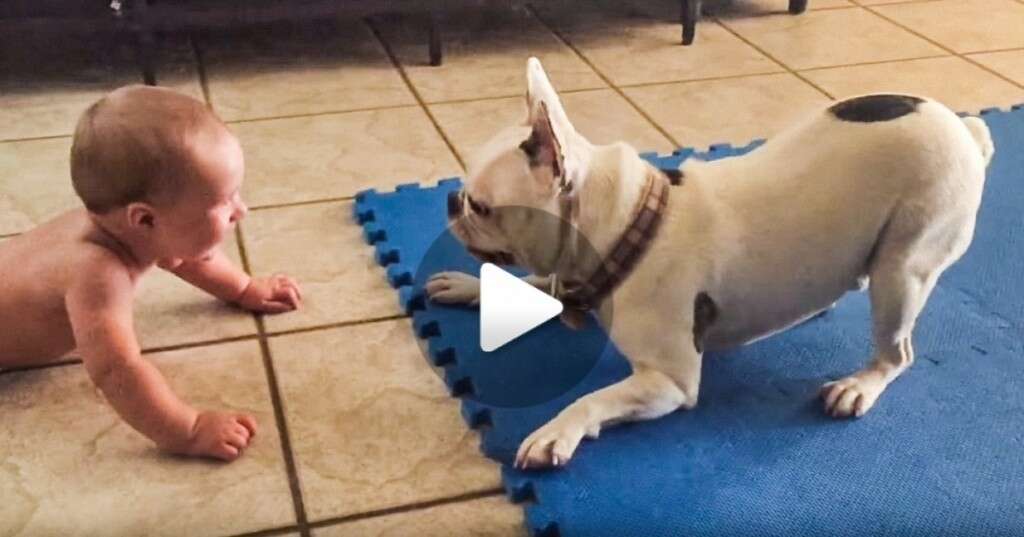 Vídeo: veja o que este buldogue faz para arrancar gargalhadas de seu amiguinho