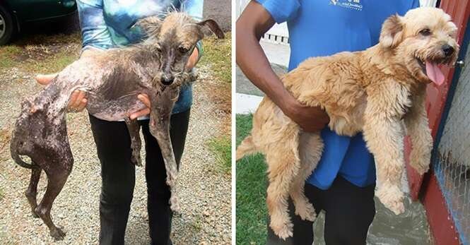 Imagens inacreditáveis de cães antes e depois de serem resgatados