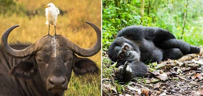 Fotos mostrando que também existe bom humor na vida selvagem