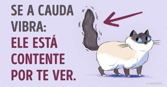 Como entender seu gato