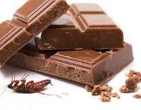 8 pedaços de barata: é a quantidade média que sua barra de chocolate possui