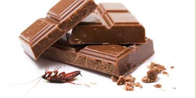 8 pedaços de barata: é a quantidade média que sua barra de chocolate possui