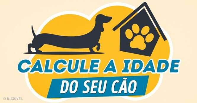 Aprenda a calcular a real idade do seu cão