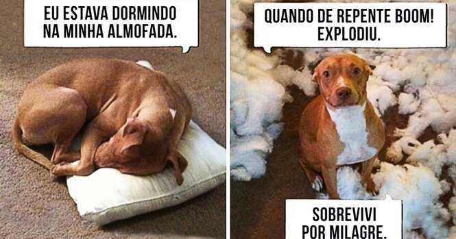 Animais que não têm ideia de onde veio a bagunça