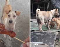 Vídeo: homem dá alimento à cadela faminta e resolve segui-la após animal se recusar a comer