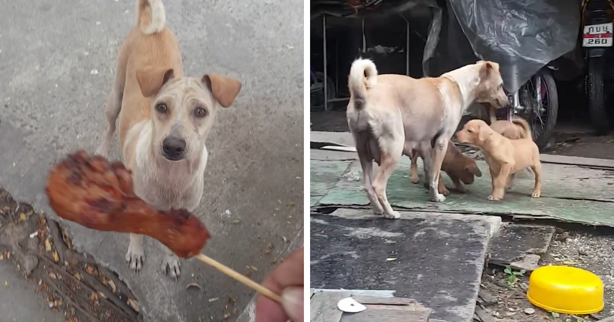 Vídeo: homem dá alimento à cadela faminta e resolve segui-la após animal se recusar a comer
