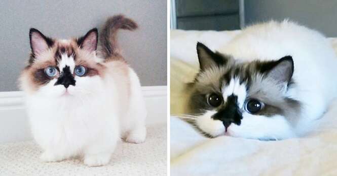 Conheça Albert, o gato da raça Munchkin que é uma celebridade no Instagram