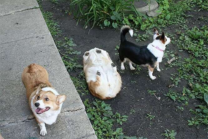 Imagens hilárias de cães que vão te fazer sentir culpado depois de rir