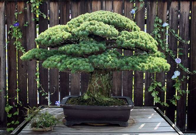 Bonsai de 391 anos que sobreviveu à bomba atômica de Hiroshima continua crescendo