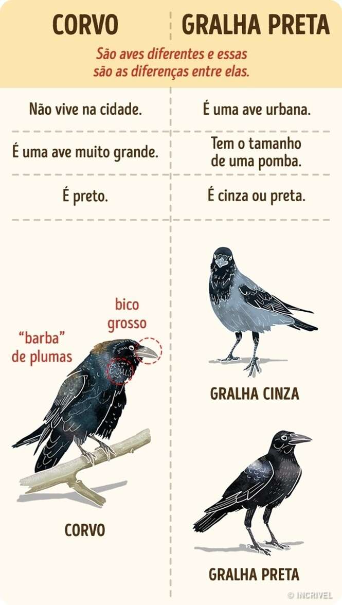 Foto: Incrivel