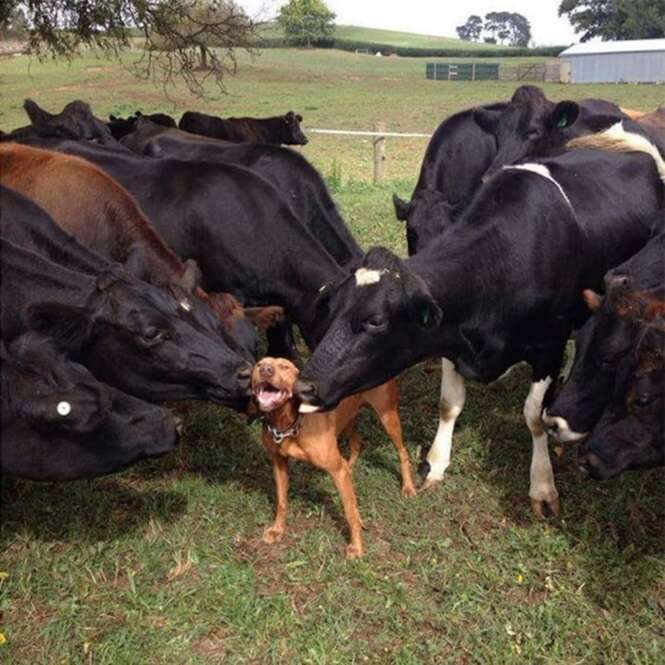 Foto: RecreoViral