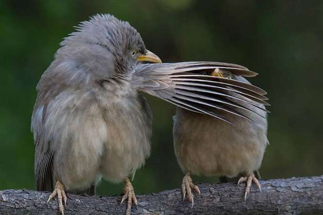 Foto: Tudo Interessante