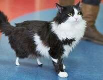 Este gatinho amputado ganhou patas biônicas, e você tem que ver ele andando novamente