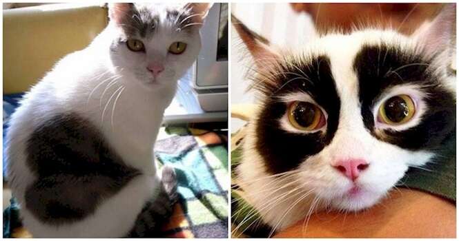 Lindos gatos com pelagem incomum