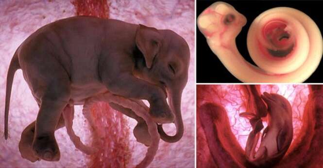 Fotos de animais antes de nascerem