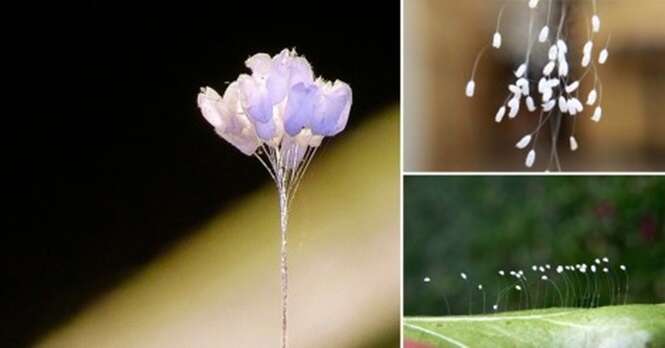 Flor enigmática que cresce a cada 3 mil anos reaparece no globo