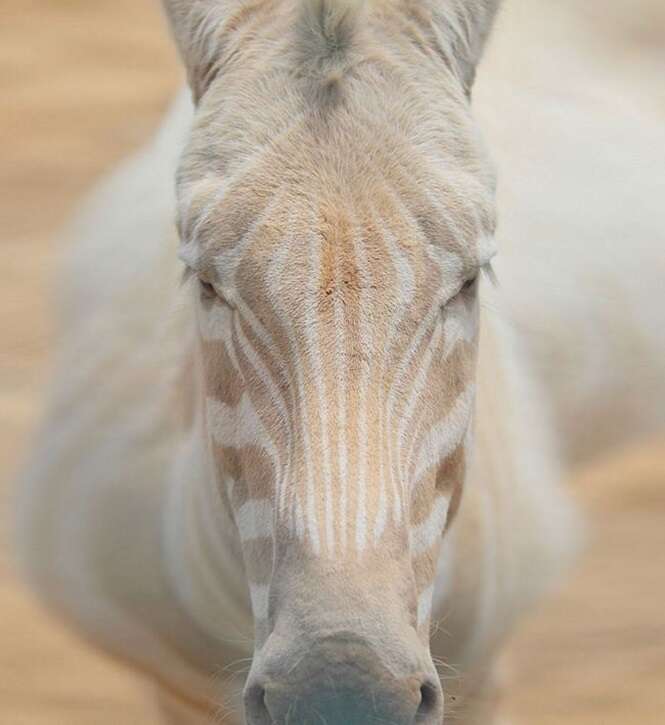 Foto: Tudo Interessante