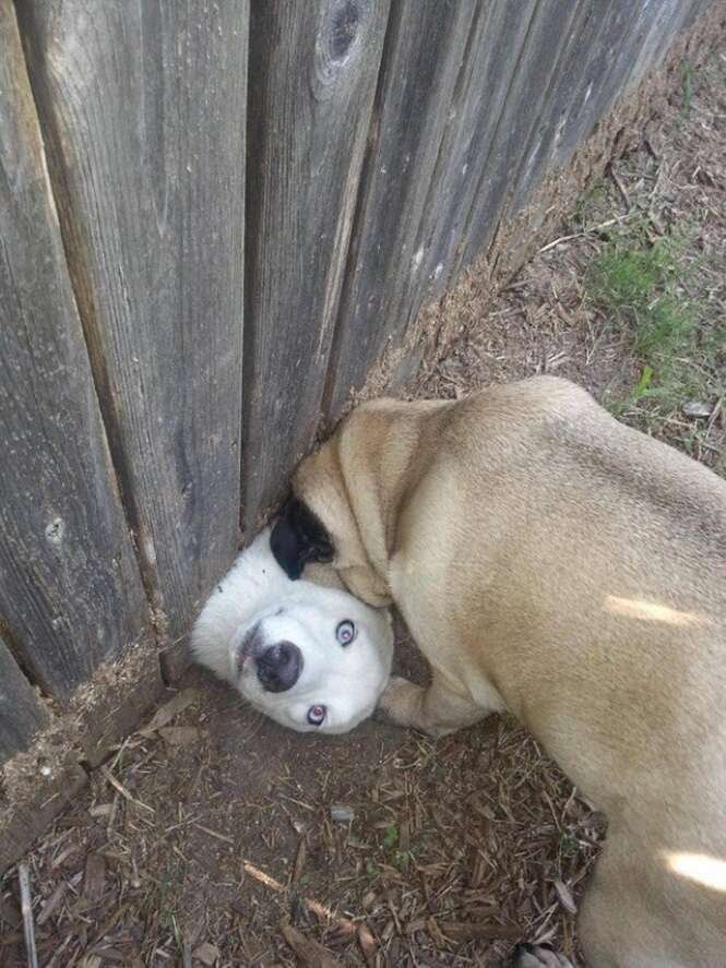 Foto: Tudo Interessante