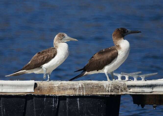 Pares de aves Sula simplesmente perfeitas