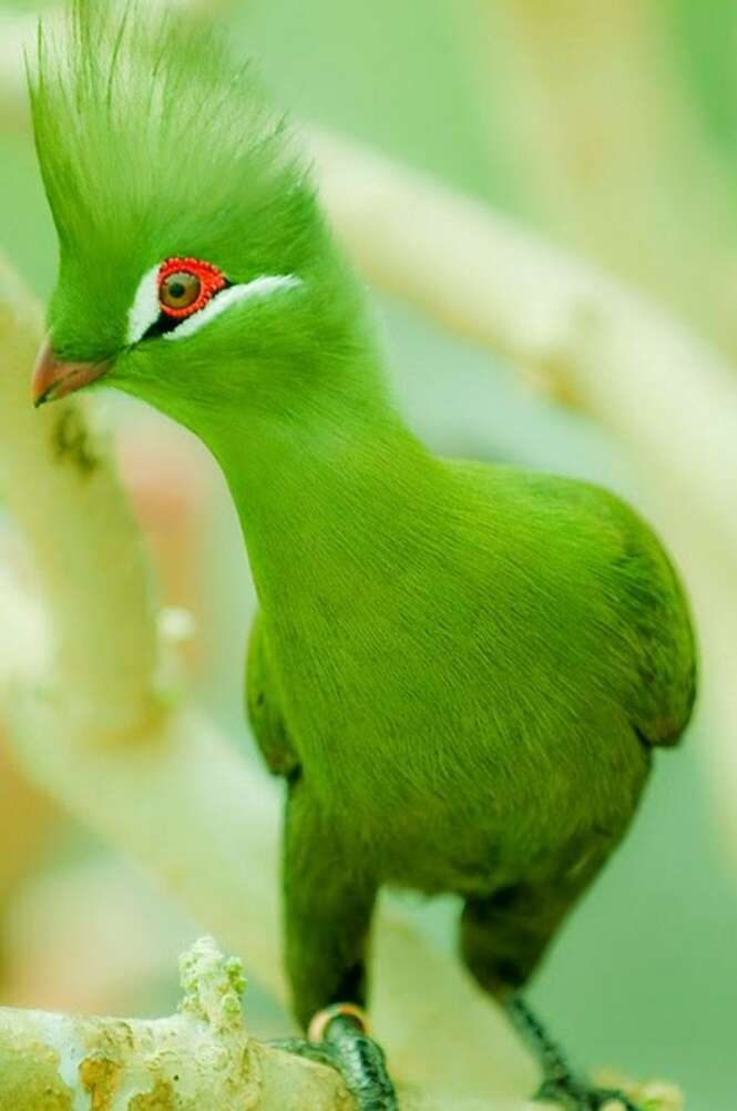 Foto: Tudo Interessante