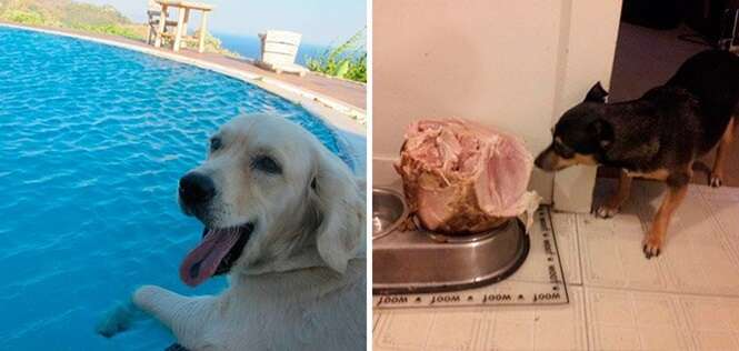 Cães que desfrutam de uma vida muito melhor que a sua