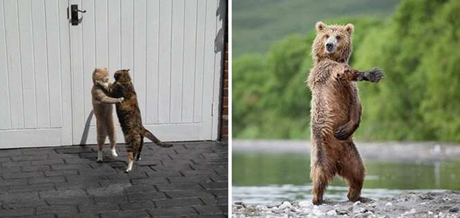 Animais que têm movimentos de dança muito melhores que os seus