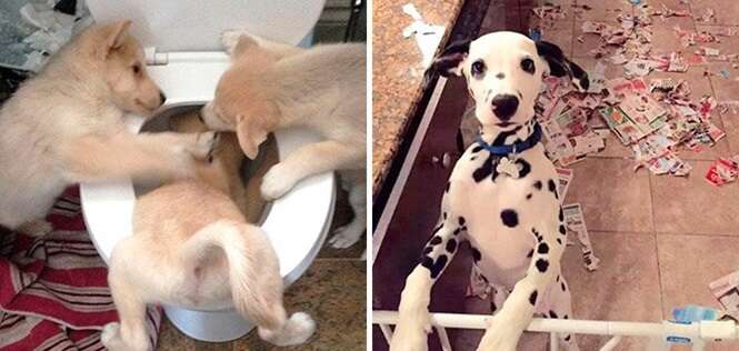 Fotos que provam que os cães podem ser animais bem sacanas
