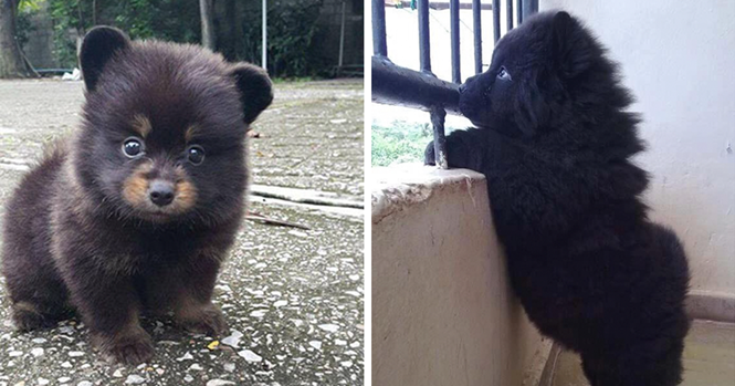 Cães adoráveis demais para serem reais