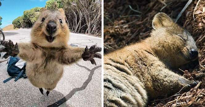 Fotos provando que os quokkas são as criaturas mais felizes do mundo