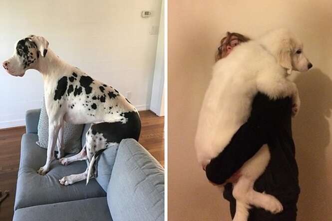 Fotos provando que quanto maior o cachorro, melhor