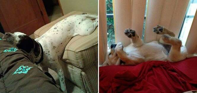 Cães que encontraram maneiras bem inusitadas para dormir