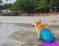 Você precisa assistir ao vídeo deste “cachorrinho-sereia”