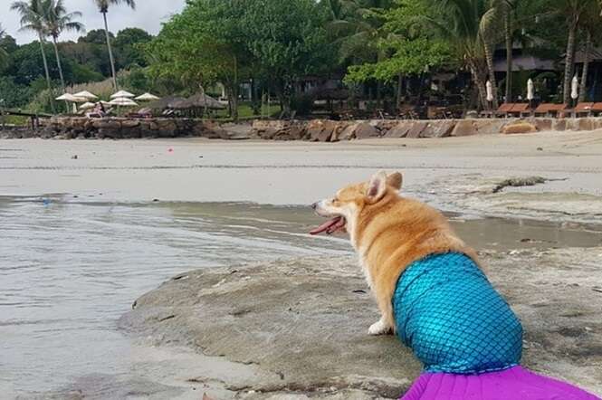 Você precisa assistir ao vídeo deste “cachorrinho-sereia”