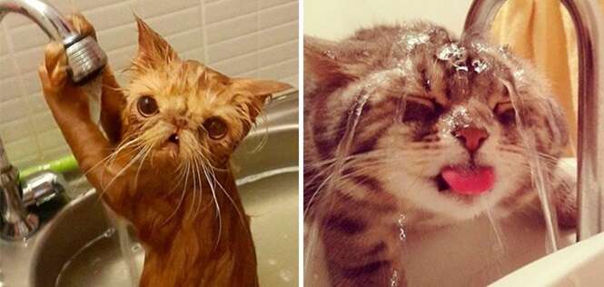 Gatos que estranhamente são apaixonados por água