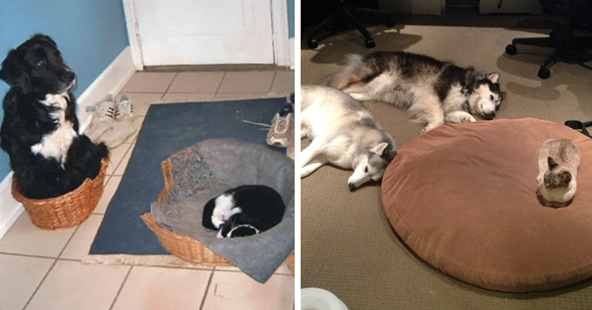 Gatos que roubaram as camas de cachorros e que não pretendem devolver