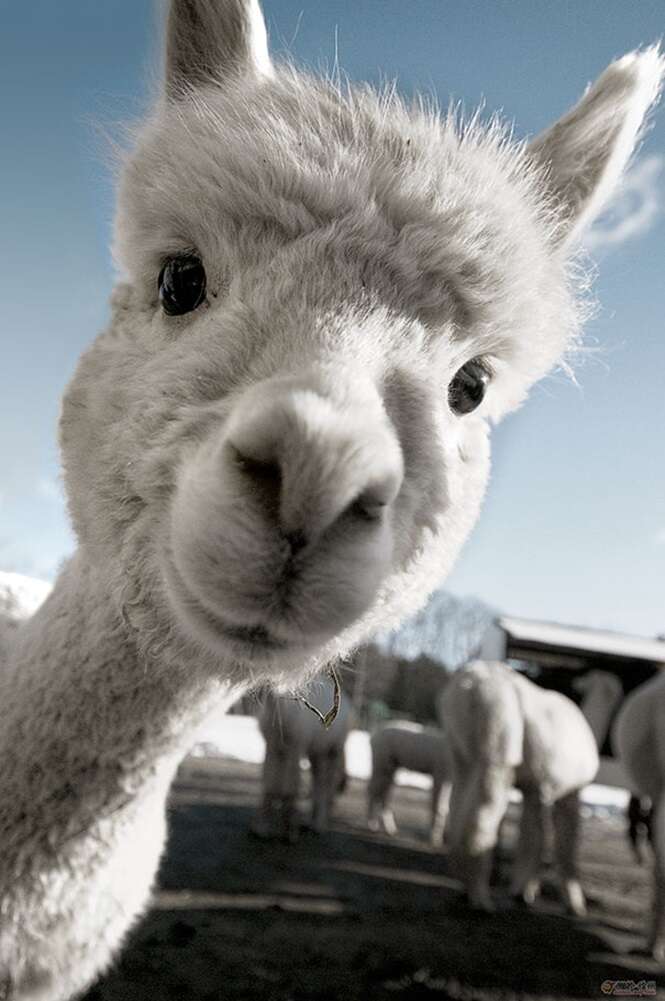 Foto: 