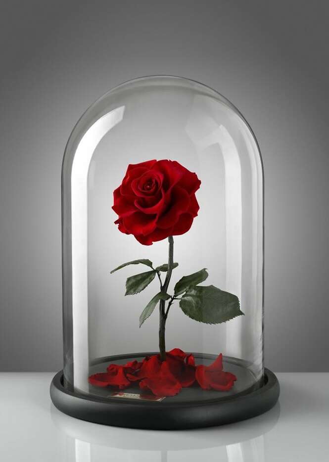 Foto: Forever rose