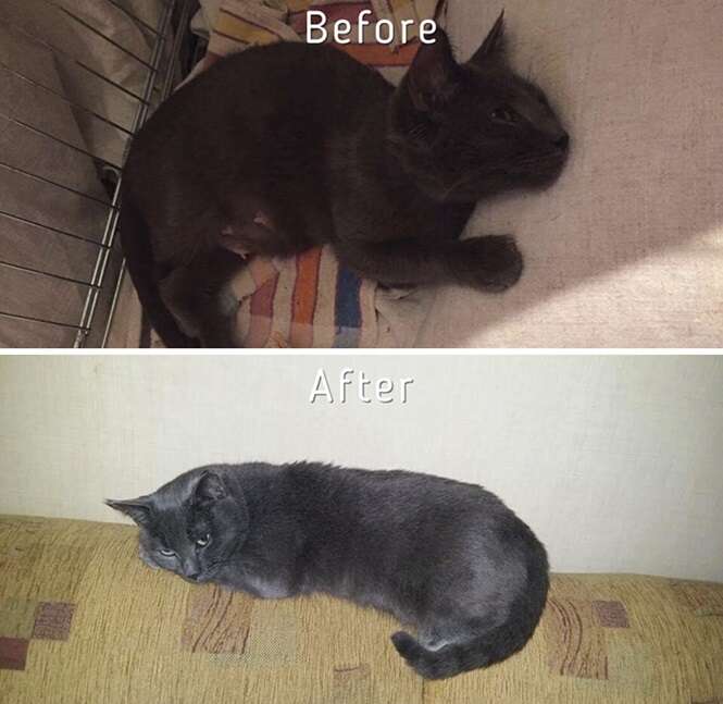 Foto: Cat Care Community