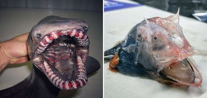 “Monstros marinhos” capturados por pescador russo “Monstros marinhos” capturados por pescador russo
