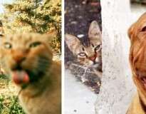 15 gatinhos arruinando as fotos de seus donos