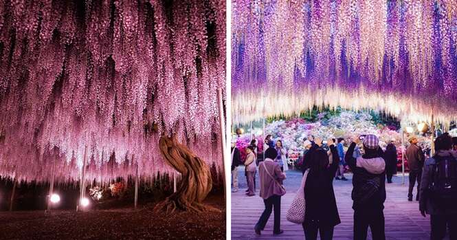 Razões para você lagar tudo e visitar o Japão na primaveraRazões para você lagar tudo e visitar o Japão na primavera