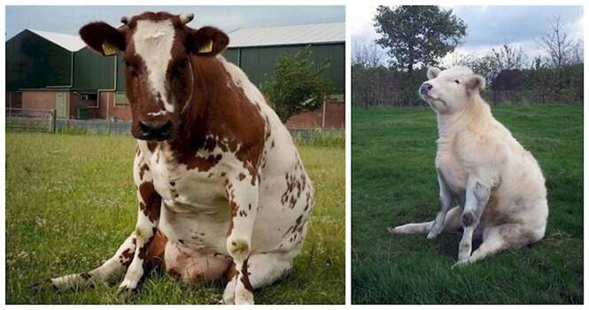 Estas vacas que se sentam como cães são exatamente o que o mundo precisa hoje